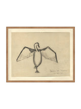 Sea Raven Sketch