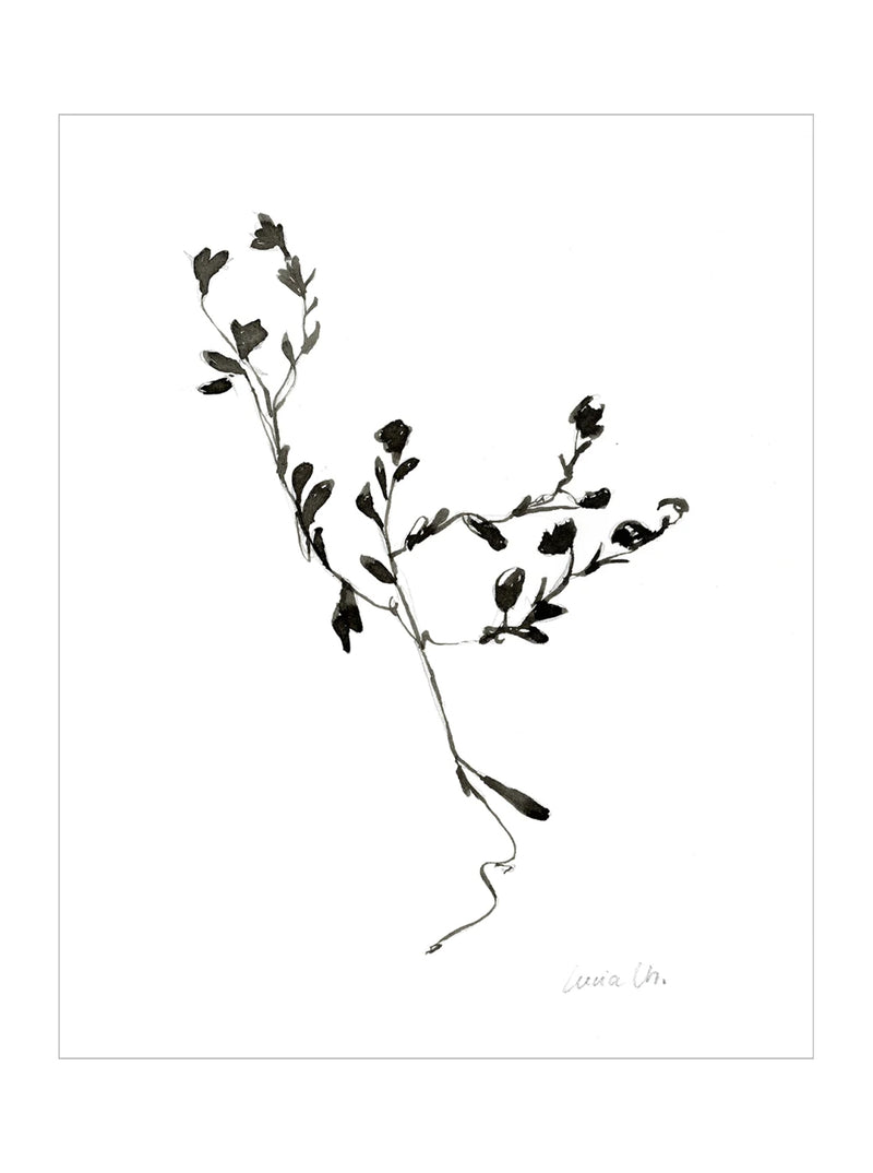Botanical Sketch