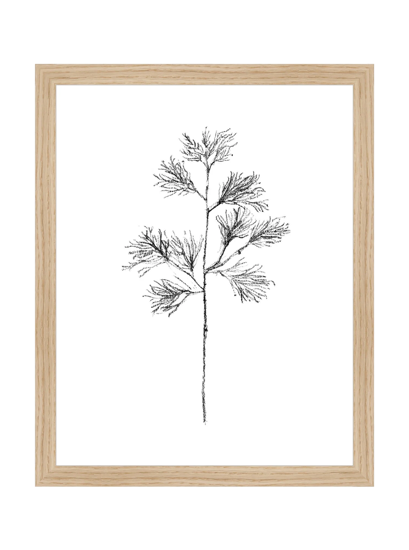 Winter Foliage Sketch I