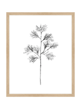 Winter Foliage Sketch I