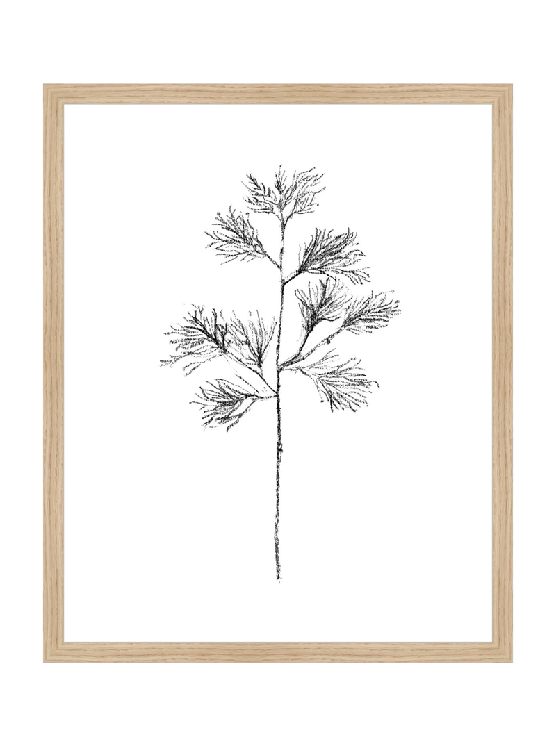 Winter Foliage Sketch I