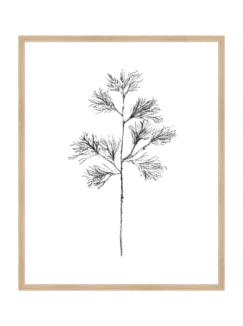 Winter Foliage Sketch I
