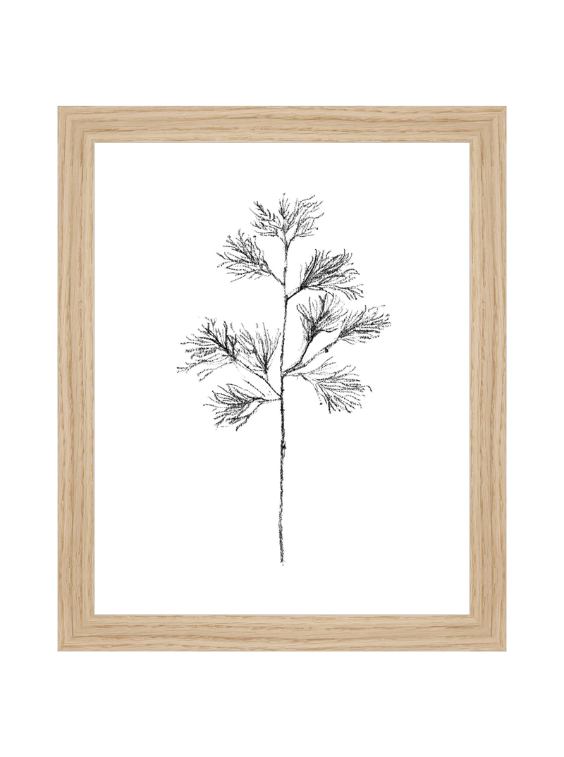 Winter Foliage Sketch I