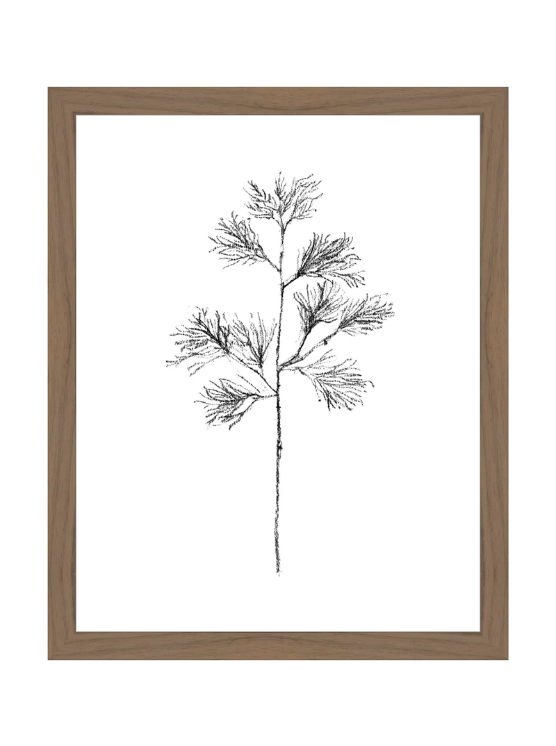 Winter Foliage Sketch I