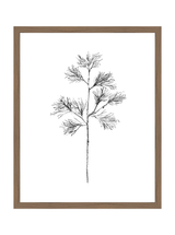 Winter Foliage Sketch I