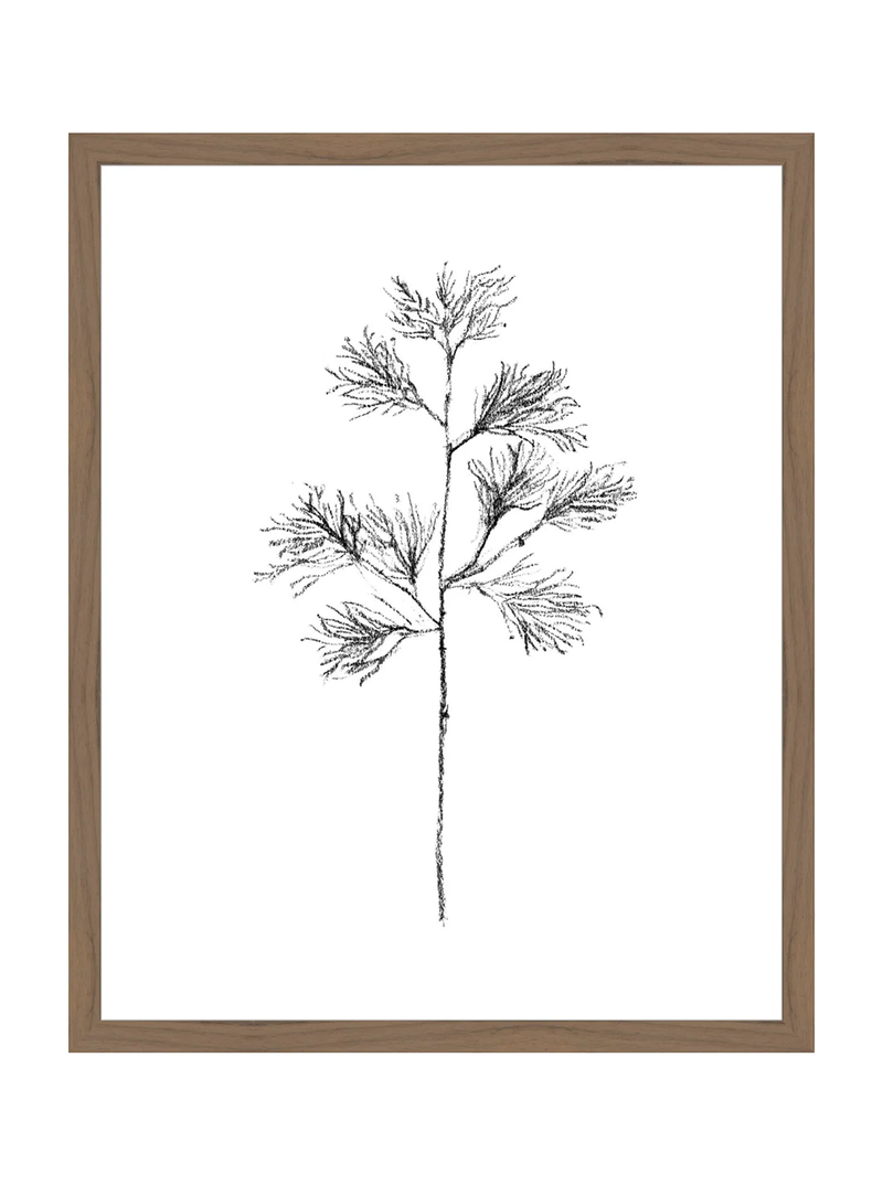 Winter Foliage Sketch I
