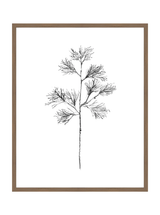 Winter Foliage Sketch I