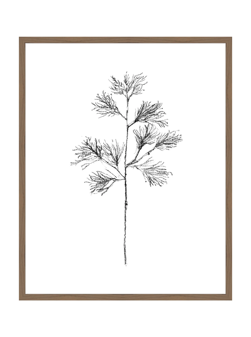 Winter Foliage Sketch I
