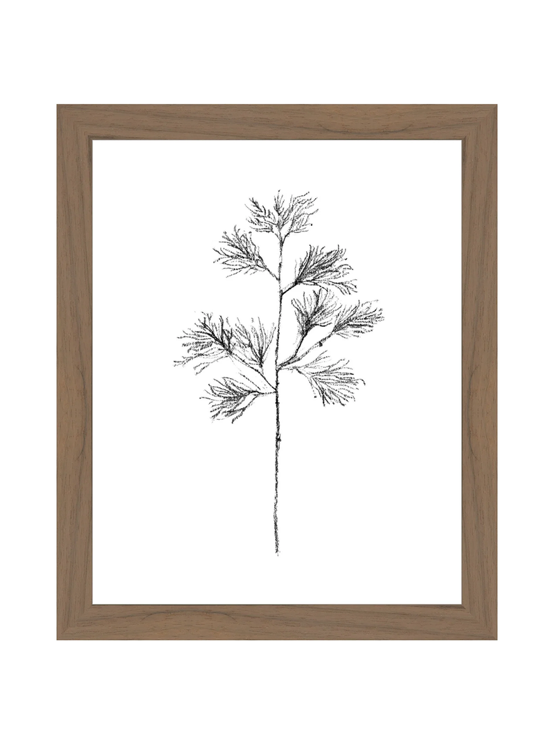 Winter Foliage Sketch I