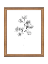 Winter Foliage Sketch I