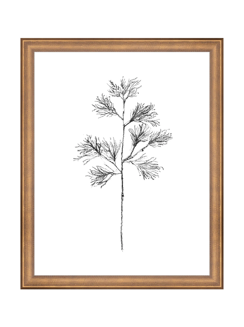 Winter Foliage Sketch I