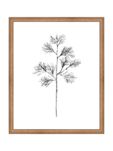 Winter Foliage Sketch I
