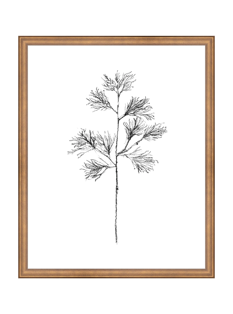 Winter Foliage Sketch I