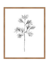 Winter Foliage Sketch I