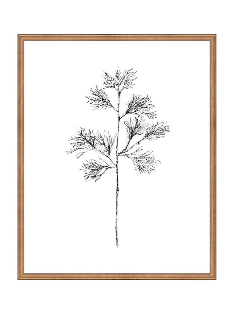 Winter Foliage Sketch I