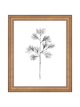Winter Foliage Sketch I