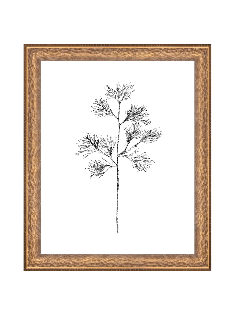 Winter Foliage Sketch I