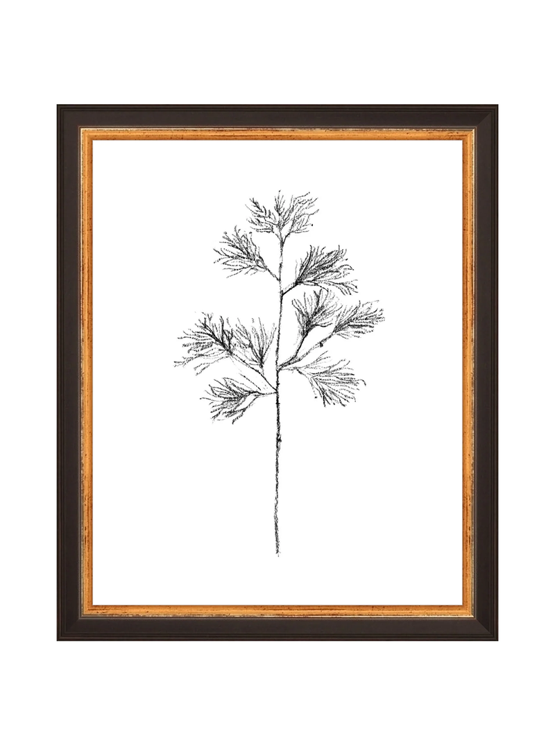 Winter Foliage Sketch I