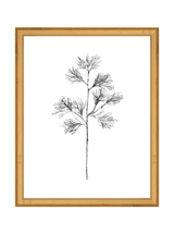 Winter Foliage Sketch I