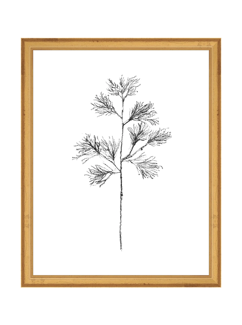 Winter Foliage Sketch I