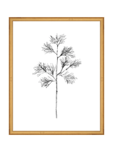 Winter Foliage Sketch I