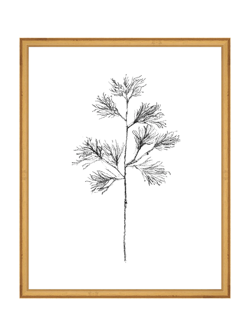 Winter Foliage Sketch I