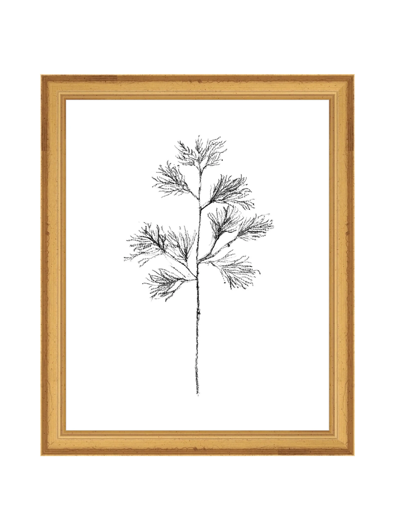 Winter Foliage Sketch I