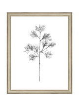 Winter Foliage Sketch I