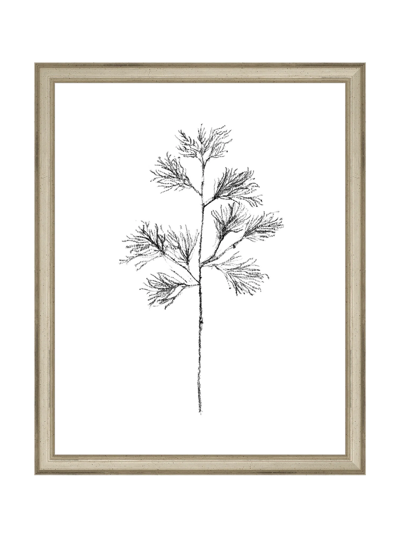 Winter Foliage Sketch I