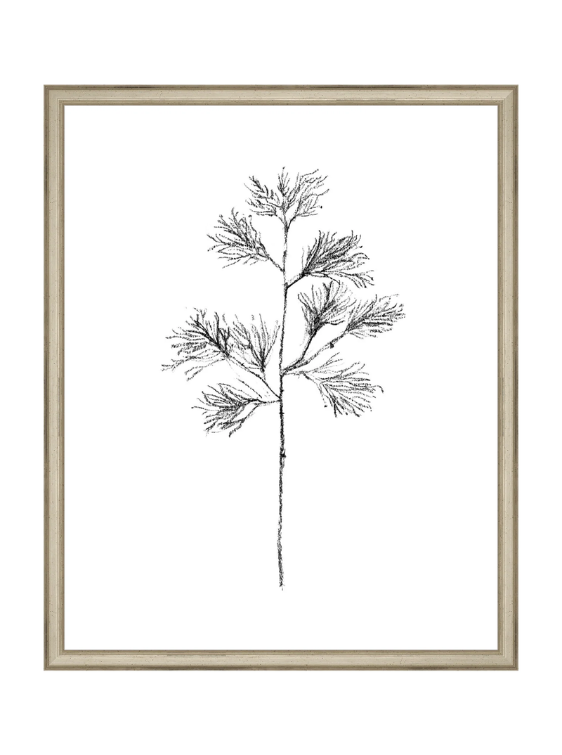 Winter Foliage Sketch I
