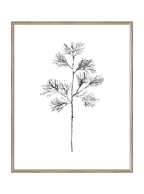 Winter Foliage Sketch I