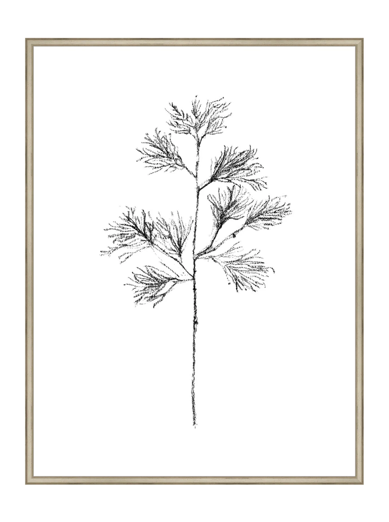Winter Foliage Sketch I