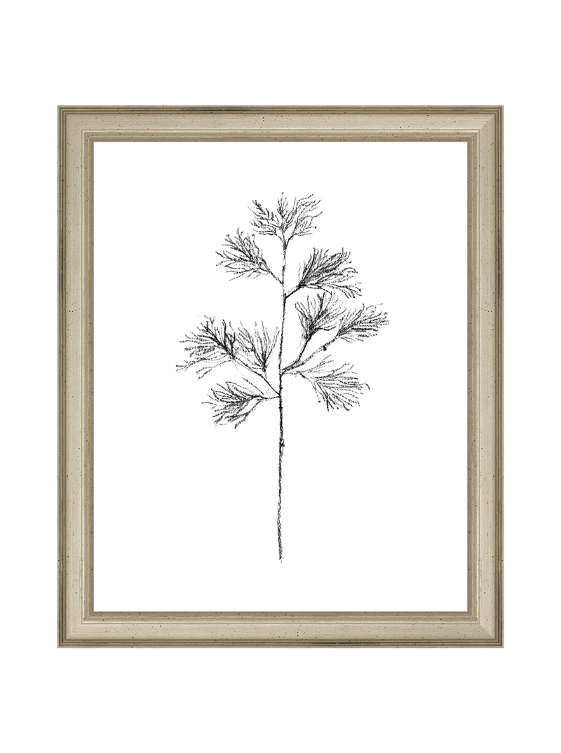 Winter Foliage Sketch I