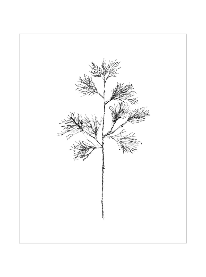 Winter Foliage Sketch I