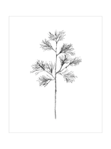 Winter Foliage Sketch I
