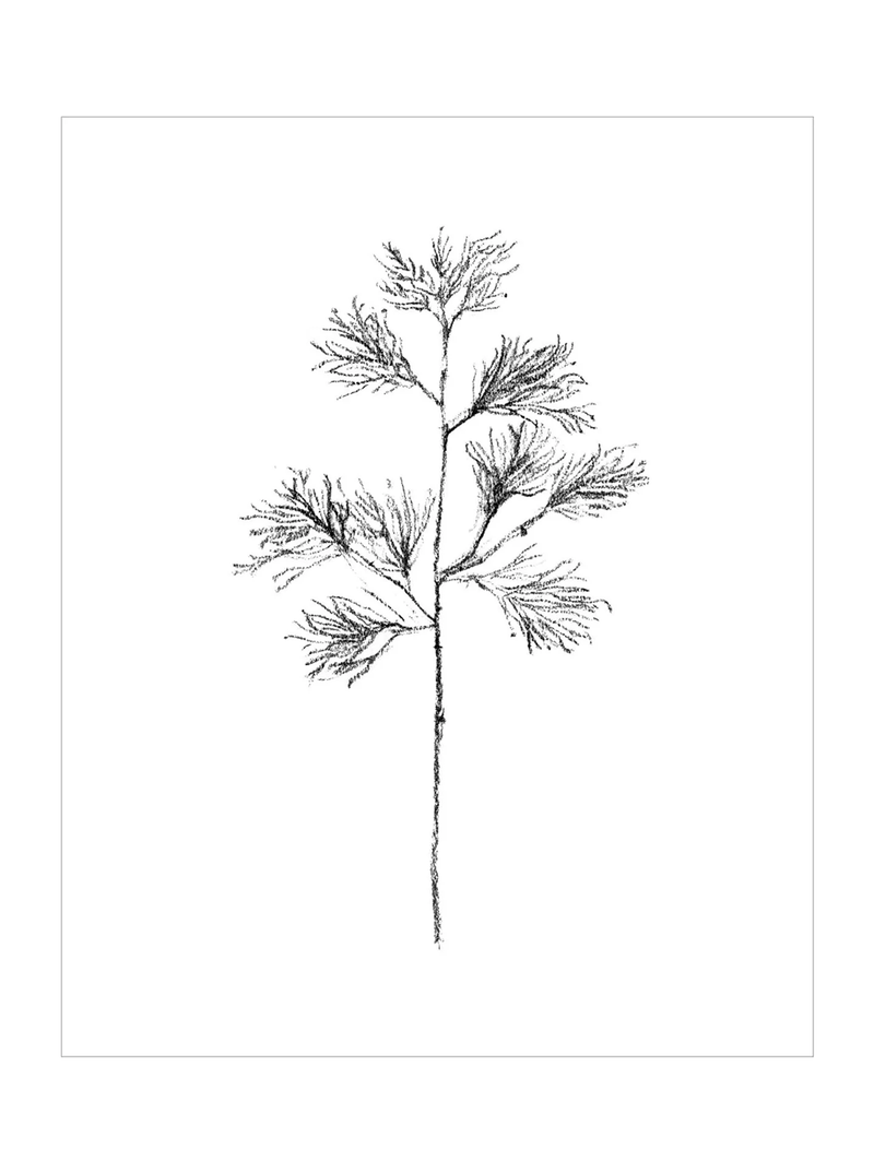 Winter Foliage Sketch I