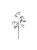 Winter Foliage Sketch I