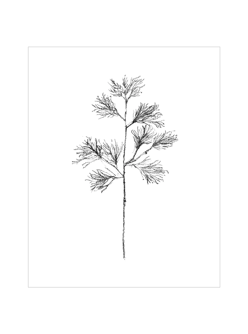Winter Foliage Sketch I