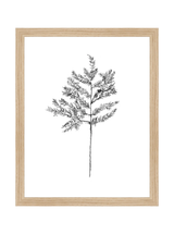 Winter Foliage Sketch II