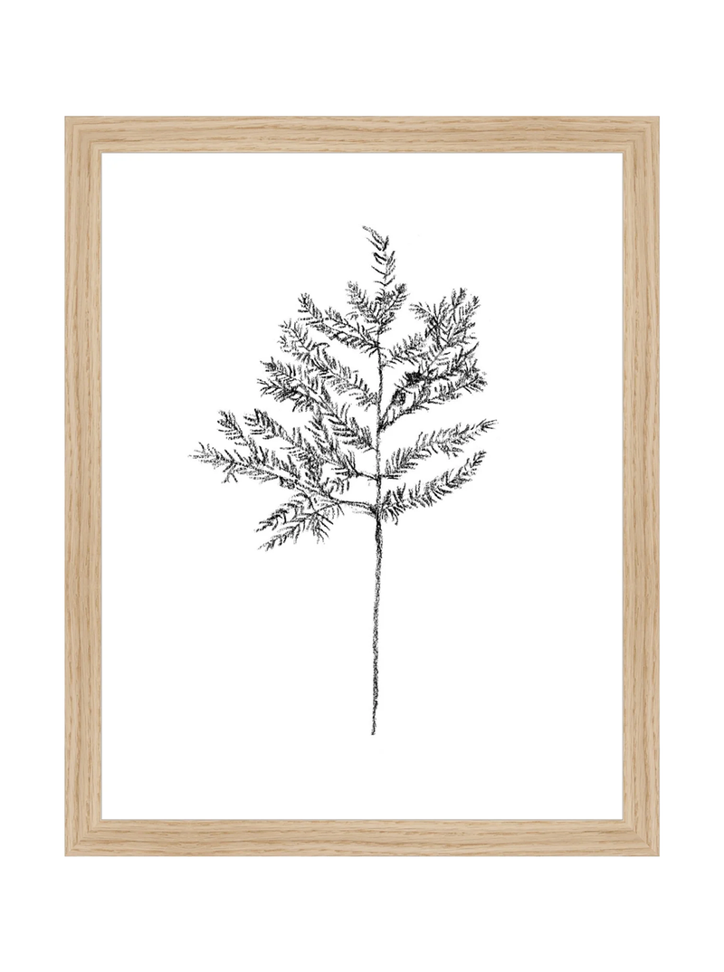 Winter Foliage Sketch II