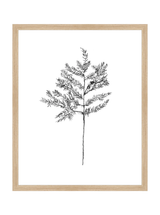 Winter Foliage Sketch II