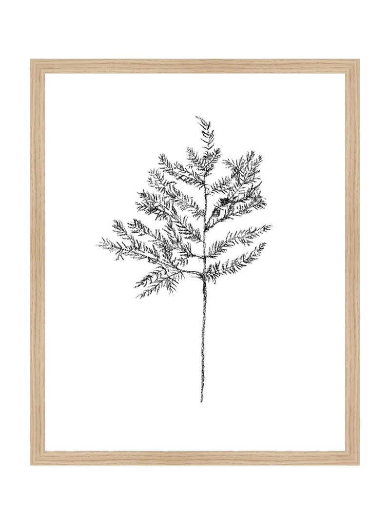 Winter Foliage Sketch II