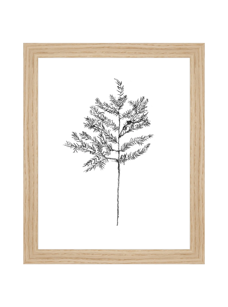 Winter Foliage Sketch II