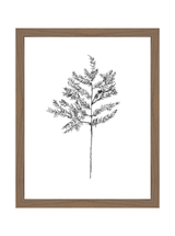 Winter Foliage Sketch II