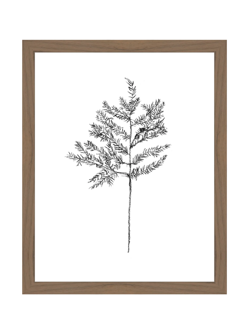Winter Foliage Sketch II