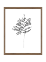 Winter Foliage Sketch II