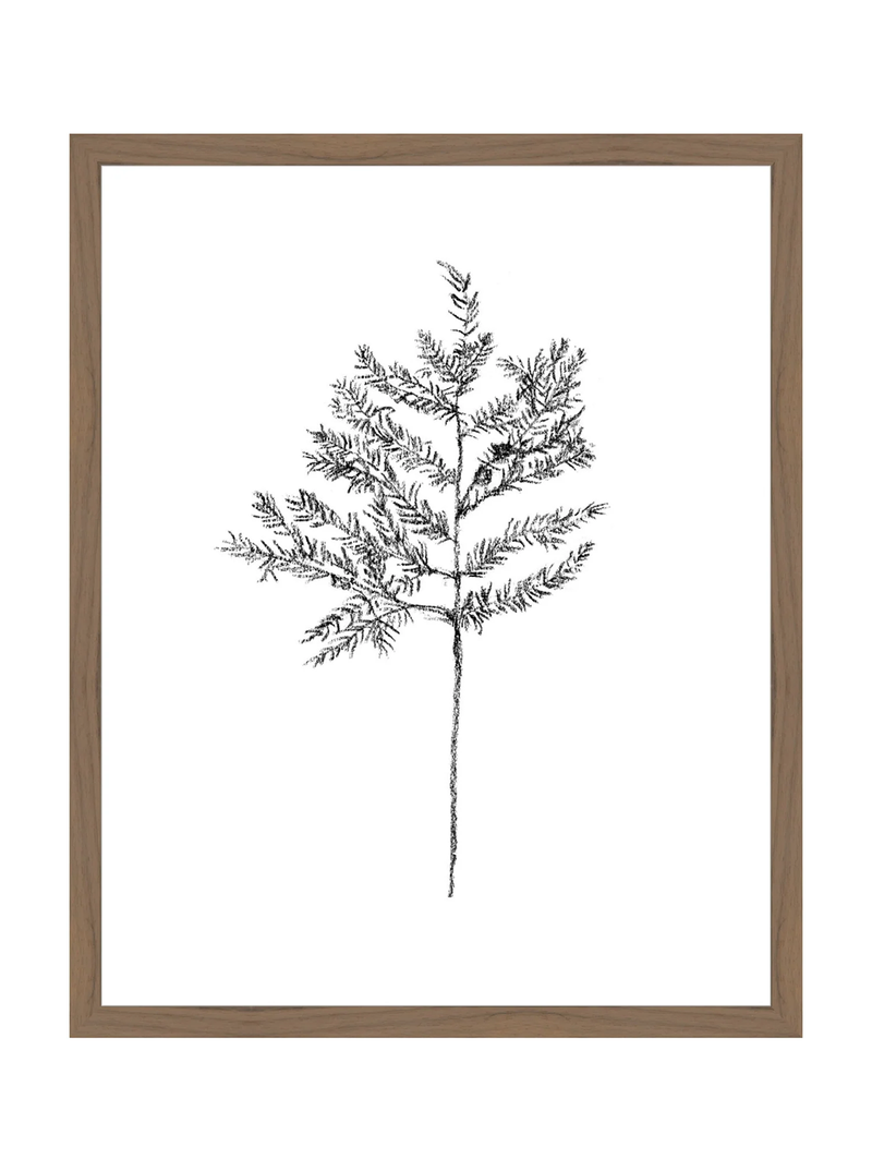 Winter Foliage Sketch II