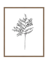 Winter Foliage Sketch II