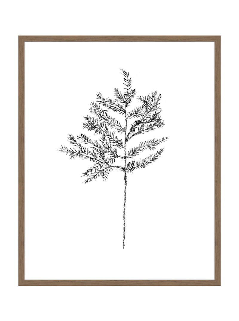 Winter Foliage Sketch II