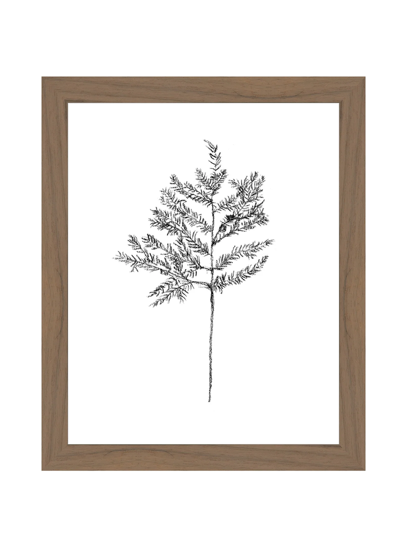 Winter Foliage Sketch II